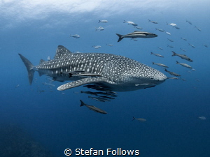 Entourage 

Whale Shark - Rhincodon typus

Sail Rock,... by Stefan Follows 